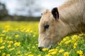 Stud Angus, wagyu, speckle park, Murray grey, Dairy and beef Cows and Bulls grazing on grass and pasture in a field. organic and