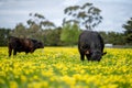 Stud Angus, wagyu, speckle park, Murray grey, Dairy and beef Cows and Bulls grazing on grass and pasture in a field. organic and