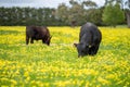 Stud Angus, wagyu, speckle park, Murray grey, Dairy and beef Cows and Bulls grazing on grass and pasture in a field. organic and