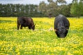 Stud Angus, wagyu, speckle park, Murray grey, Dairy and beef Cows and Bulls grazing on grass and pasture in a field. organic and