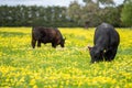 Stud Angus, wagyu, speckle park, Murray grey, Dairy and beef Cows and Bulls grazing on grass and pasture in a field. organic and