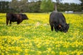 Stud Angus, wagyu, speckle park, Murray grey, Dairy and beef Cows and Bulls grazing on grass and pasture in a field. organic and