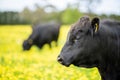 Stud Angus, wagyu, speckle park, Murray grey, Dairy and beef Cows and Bulls grazing on grass and pasture in a field. organic and