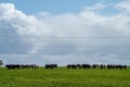 Stud beef fat cows in a field on a farm in England. English cattle in a meadow grazing on pasture in springtime. Green grass Royalty Free Stock Photo