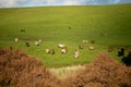 Stud beef fat cows in a field on a farm in England. English cattle in a meadow grazing on pasture in springtime. Green grass Royalty Free Stock Photo