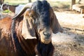 Stud Boer Goat Up Close