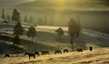 Stud Farm Grazing in Morning Light Royalty Free Stock Photo