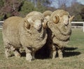 Stud Merino ram