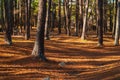 Studdard Picnic Area in Stone Mountain Park, Georgia, USA Royalty Free Stock Photo