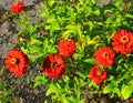 Zinnia red flower Royalty Free Stock Photo