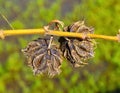 Close-up of dried, spiky seed capsules with a delicate lacy texture Royalty Free Stock Photo