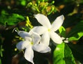 Jasmine flower blooming in natural sunlight Royalty Free Stock Photo