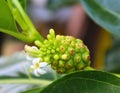 Young green Noni fruit with a delicate white flower bloom on a tree Royalty Free Stock Photo