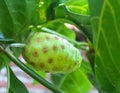 Unripe green Noni fruit close-up Royalty Free Stock Photo