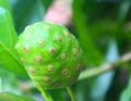 Unripe green Noni fruit close-up Royalty Free Stock Photo