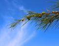 branch of casuarina tree (pine fir cypress) Royalty Free Stock Photo