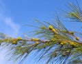 branch of casuarina tree (pine fir cypress) with needle-like leaves Royalty Free Stock Photo