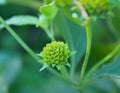 spiky green seed head or flower bud of a tropical weed Royalty Free Stock Photo