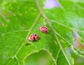 two red ladybugs (ladybirds) mating on a green leaf Royalty Free Stock Photo