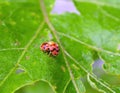 two red ladybugs (ladybirds) mating on a green leaf Royalty Free Stock Photo