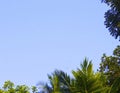 Sky with tropical trees and bright morning light Royalty Free Stock Photo