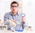 Student doctor studying animal skeleton Royalty Free Stock Photo