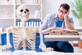 The student skeleton listening to lecture in classroom Royalty Free Stock Photo
