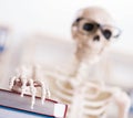 Student skeleton preparing for exams Royalty Free Stock Photo