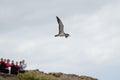 Students in the releasing of a cory`s shearwater. Royalty Free Stock Photo