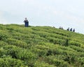 Students Walk Along Verdant Tea Garden