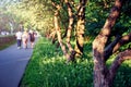 Students walking along the alley with apple trees and green grass. Beginning of the school year