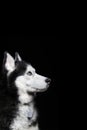 Studio art portrait beautiful husky dog with blue eyes. Dog looks up. Royalty Free Stock Photo