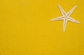 Studio Backdrop starfish, abstract, see, gradient background for design.