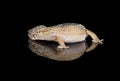 Gecko - fat tailed gecko Royalty Free Stock Photo