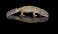 Gecko - fat tailed gecko Royalty Free Stock Photo