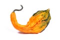 Studio Close up decorative squash, pumpkin on white background