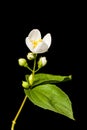 One half open blossom and four buds of a philadelphus coronarius