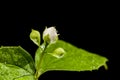 Three wet buds of a philadelphus coronarius horizontal