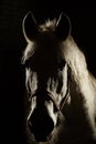 Studio contour backlight shot of white horse on isolated black background Royalty Free Stock Photo