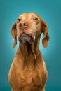 Studio dog portrait Royalty Free Stock Photo