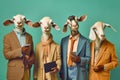 Studio group photo portrait of four five goats in bright colored clothes, created with Generative AI technology