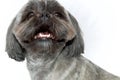 Close up portrait of shih tzu dog on white