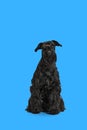 Studio image of black Riesenschnauzer dog calmly sitting and looking with interest against blue background
