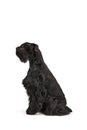 Studio image of black Riesenschnauzer dog calmly sitting with serious muzzle, attentively looking away against white