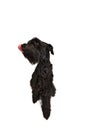 Studio image of black Riesenschnauzer dog calmly sticking with tongue sticking out against white background. Hungry