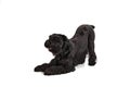 Studio image of black Riesenschnauzer dog playing, lying on front legs, stretching against white background