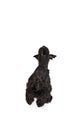Studio image of black Riesenschnauzer dog sitting and barking against white background