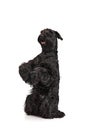 Studio image of cute, beautiful, smart, black Riesenschnauzer dog sitting on hind legs and smiling against white