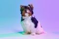 Studio image of cute little Biewer Yorkshire Terrier, dog, puppy, calmly posing over gradient purple background in neon Royalty Free Stock Photo