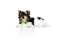 Studio image of cute little Biewer Yorkshire Terrier, dog, puppy in green bow lying on floor over white background Royalty Free Stock Photo